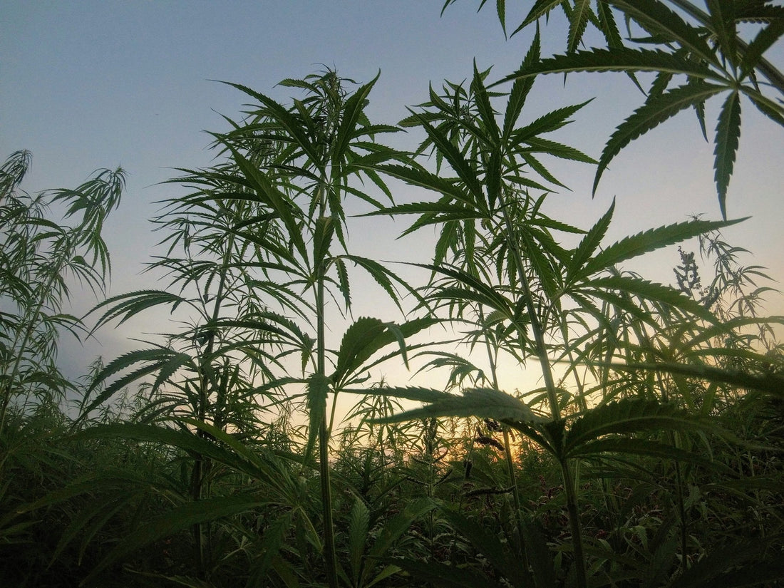 Hemp the Planet - Wildalaya Hemp Fabric