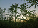 Hemp the Planet - Wildalaya Hemp Fabric
